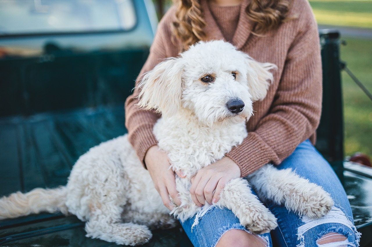 The Benefits of Canine Sports for Behavior